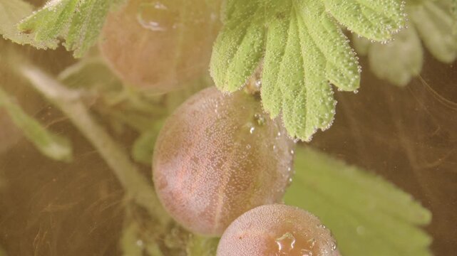 Macro close-up of ripe gooseberries and serrated leaves submerged in clear liquid, showing bubbles gathering across skins and leaf edges with crisp botanical texture and soft natural light