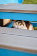 cat on the table © kakar
