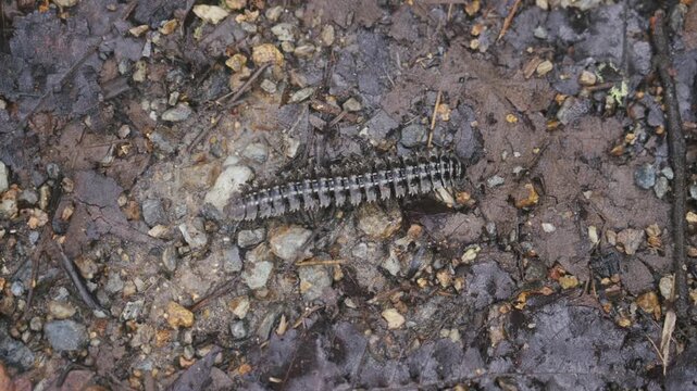 A centipede walking on dry leaves in the middle of the natural rainforest close up of centipede creep slowly on the ground movement. Noxious insects, wildlife