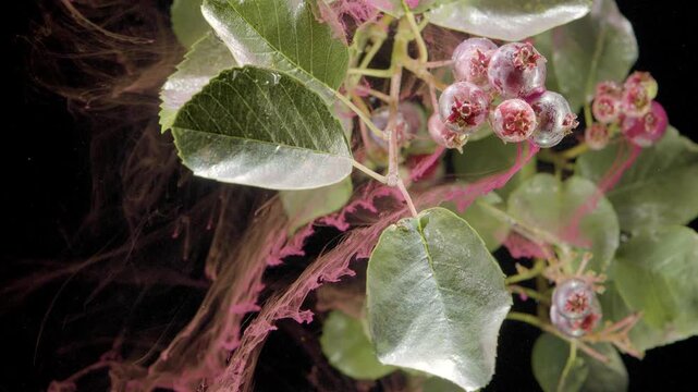 watch the captivating blooming sequence of a chokeberry plant against a dark background. this serene and natural close-up showcases the vibrant green and pink hues of the buds and leaves.
