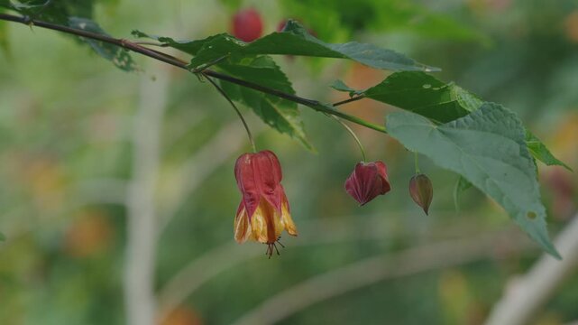 Close-up of an Abutilon megapotamicum flower in nature.