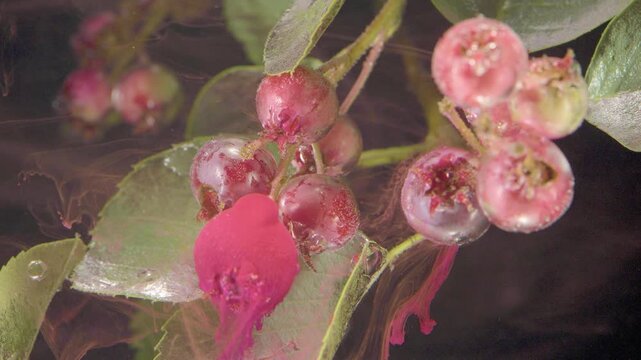 Extreme close-up macro of clustered dark red berries on thin stems with glossy serrated leaves, showing viscous magenta pigment smeared over foreground leaf and berry and leaving wet streaks
