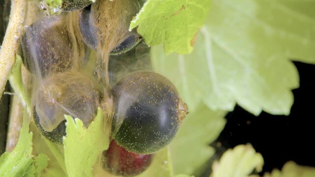 Extreme close-up view of ripe dark blackcurrant berries on woody stems partially hidden by pale lime-green lobed leaves