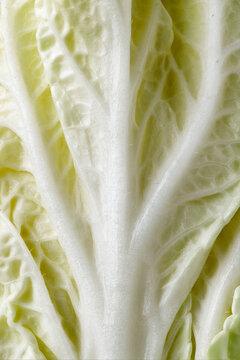 Chinese cabbage, macro. Cabbage background