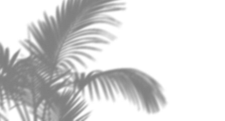 Soft shadow of tropical palm tree leaves cast on a surface creating a natural summer aesthetic for creative design © Asad