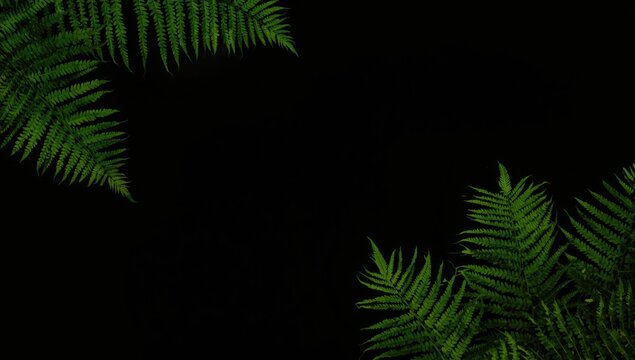 Tropical tree fern with detailed leaf structure on black flat background and copy space