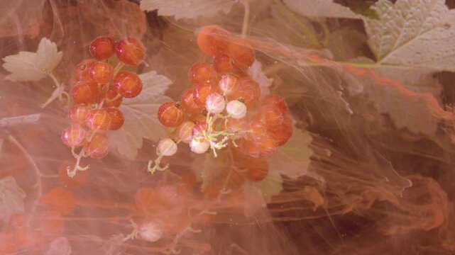 Close macro scene of red currant clusters partially veiled by swirling peach orange pigment and translucent liquid, with drifting color wisps crossing glossy berries, green leaves, and soft natural
