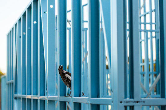 Magpie among steel frame walls of house under construction in Australia