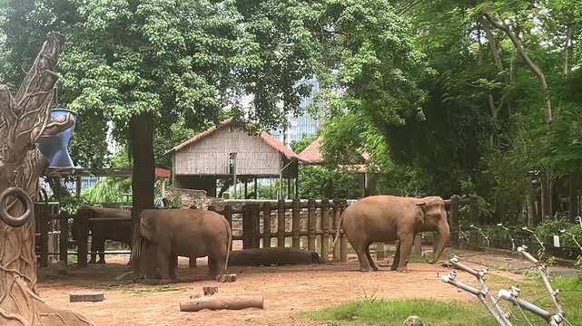 Asian elephants roaming in their spacious outdoor enclosure at the historic Saigon Zoo and Botanical Gardens in Ho Chi Minh City, Vietnam