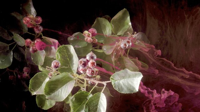 Diagonal close view of chokeberry branch with clustered berries and broad serrated leaves while translucent magenta wisps drift softly around plant, creating moody botanical contrast and layered depth