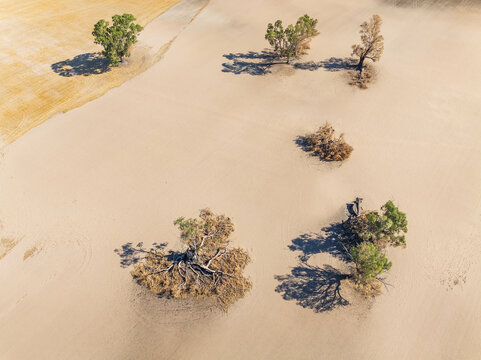 Aerial view of burnt gum trees on farmland scorched to dust