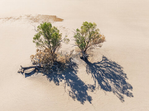 Aerial view of burnt gum trees on farmland scorched to dust