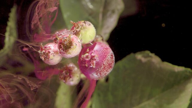 Detailed chokeberry cluster in soft directional light, with pale green to pink-red ripening tones, granular specks, adherent droplets, and suspended magenta wisps against dark background for rich