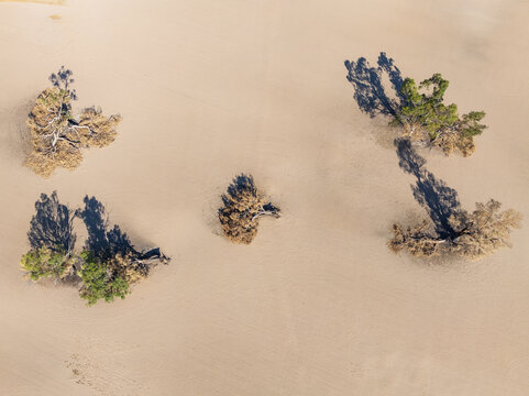 Aerial view of burnt gum trees on farmland scorched to dust