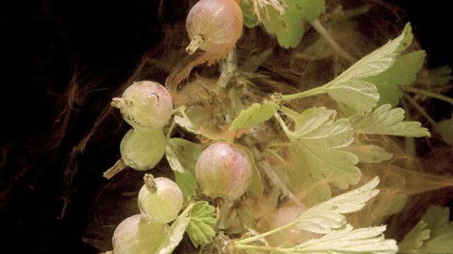 Macro frontal view of gooseberry branch with clustered berries at mixed ripeness, glossy droplets, pale green and pink tones, woody stems, serrated leaves, dried calyx tips, dark background