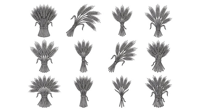 Set of twelve detailed black and white engraving style of wheat sheaves for agricultural branding and projects