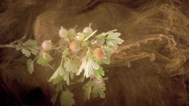 Gooseberry branch with ripening berries and dewy leaves stands against dark brown background while warm amber smoke drifts and expands around fruit cluster in moody macro closeup, with gooseberry