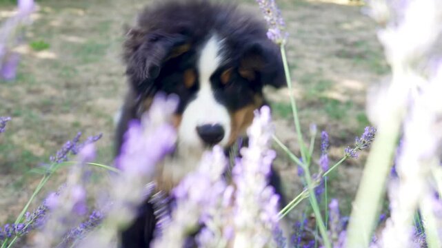 Junger Berner Sennenhund
