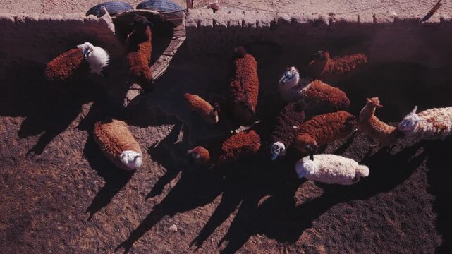 Drone aerial video of llama herd gathered in a corral in arid rural Argentina.