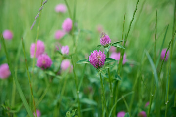 Fototapeta premium Blooming red clover (Trifolium pratense) in a summer meadow. Wild medicinal plants.