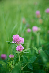 Fototapeta premium Blooming red clover (Trifolium pratense) in a summer meadow. Wild medicinal plants.