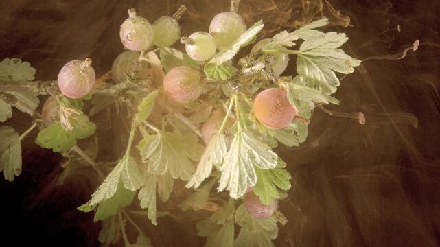 Macro motion scene of gooseberry branch with clustered dew-covered berries, serrated leaves, dark warm background, and rising swirling haze that adds depth, freshness, and gentle visual movement