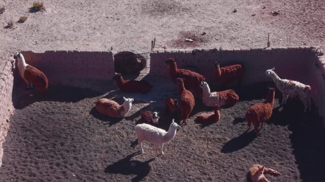 Drone aerial video of llamas moving around a shaded rural corral in Argentina.