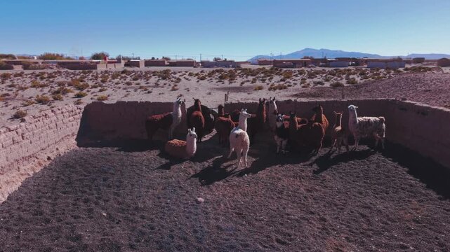 Drone aerial video of llamas inside rural corral in arid landscape near Salinas Grandes, Argentina.