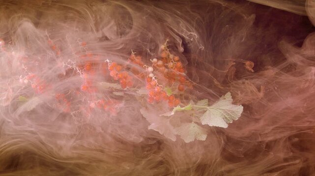 Close-up motion scene of red currant clusters and green lobed leaves immersed in water while milky pink-beige ink or dye diffuses around them, forming layered translucent clouds, filamentous tendrils