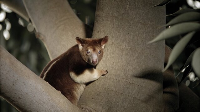 Close up of Goodfellow Tree-Kangaroo climbing on canopy tree of rainforest in Papua New Guinea. Exotic animal of tropical forest.
