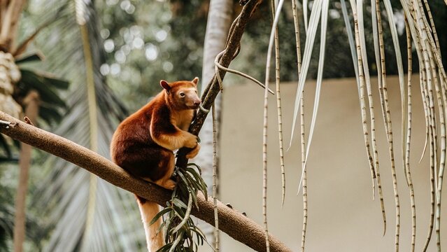 Close up of Goodfellow Tree-Kangaroo climbing on canopy tree of rainforest in Papua New Guinea. Exotic animal of tropical forest.
