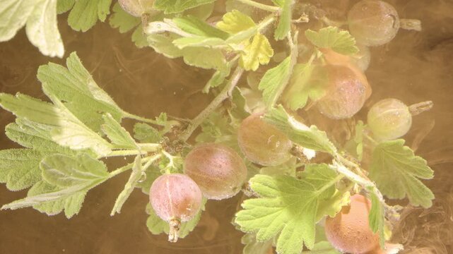 Macro motion scene showing gooseberry branch with clusters of translucent ripe berries and lobed serrated leaves, surfaces beaded with water droplets and light condensation
