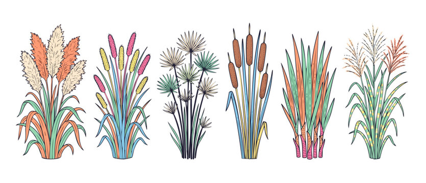 Ornamental Grass Botanical Illustration Set featuring pampas grass, cattails, papyrus, and wild reeds. Hand-drawn colorful vector clipart isolated on white background for modern bohemian design.