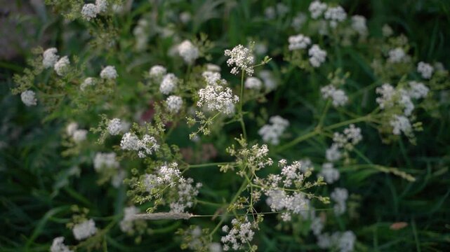 Cinematic Close-Up of Delicate White Spring Wildflowers Swaying Gently in the Breeze, Nature Background with Soft Bokeh.