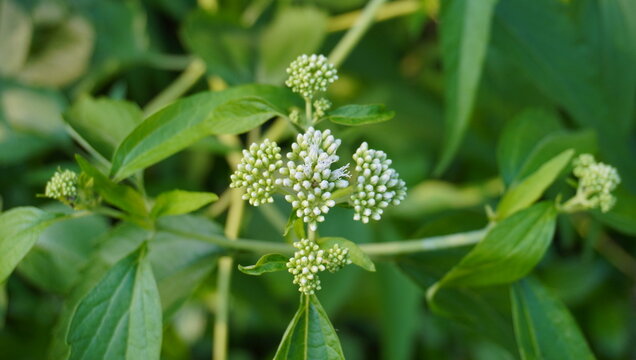 Close-up of Eupatorium fortunei blooming with clusters of delicate white flowers and vibrant green leaves in a natural outdoor environment