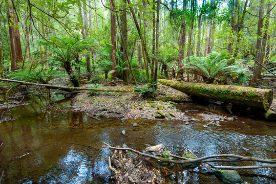 Russell Falls Creek in Mount Field National Park - Tasmania
