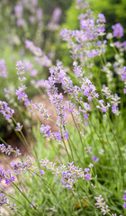 Obraz premium Blooming lavender flowers in a field with soft natural light. Purple floral background. Selective focus.