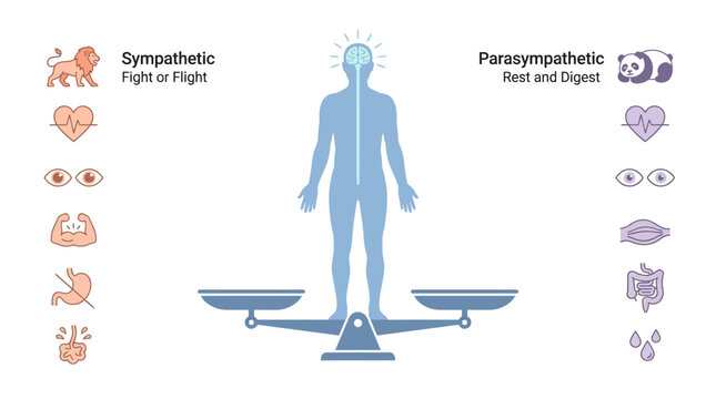 Autonomic Nervous System Infographic comparing sympathetic and parasympathetic functions on a balance scale ideal for medical education and psychology presentations.