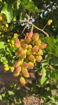 Racimos de drupas  de pistacho madurando en el arbol
