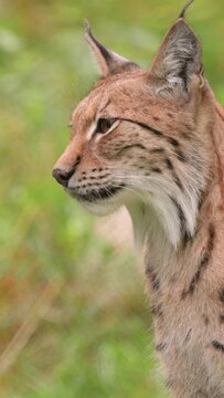 Vertical video Eurasian lynx. Alert Eurasian lynx moving through grassy vegetation.
