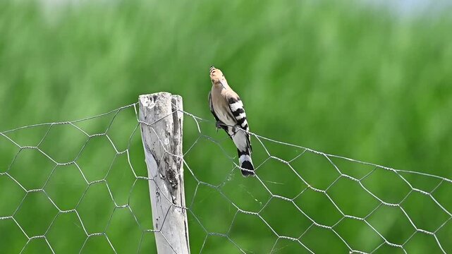 A Eurasian Hoopoe (Upupa epops) perched on a garden fence at Lake Er&ccedil;ek in Van.