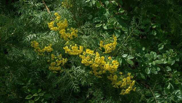 Yellow Wildflowers Blooming Among Lush Green Foliage in Natural Light