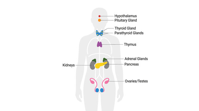 Human Endocrine System Anatomy Diagram with Labels