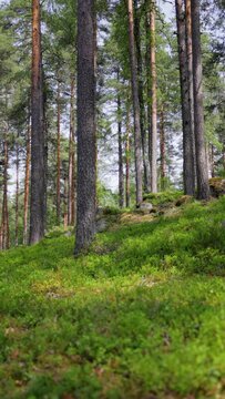 Sunny pine forest with green undergrowth in natural woodland, vertical view.