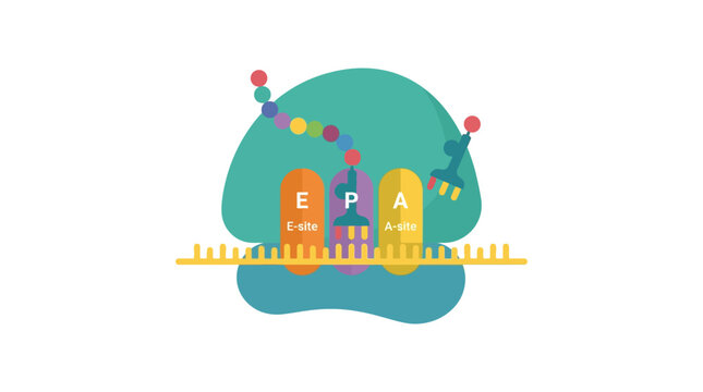 Ribosome Translation Process: mRNA, tRNA, and Protein Synthesis