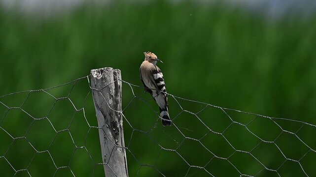 A Eurasian Hoopoe (Upupa epops) perched on a garden fence at Lake Er&ccedil;ek in Van.