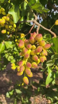 Pistacho en racimo de drupas
