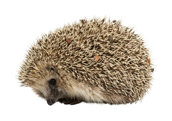 Adorable hedgehog design Small hedgehog theme Wild hedgehog style Curled hedgehog pattern Wallpaper Background image © maruf
