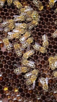 Honey Bees working on honeycomb close-up shot. Vertical video.