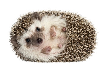 Adorable hedgehog design Curled hedgehog theme African hedgehog design Isolated hedgehog Wallpaper Background image © maruf